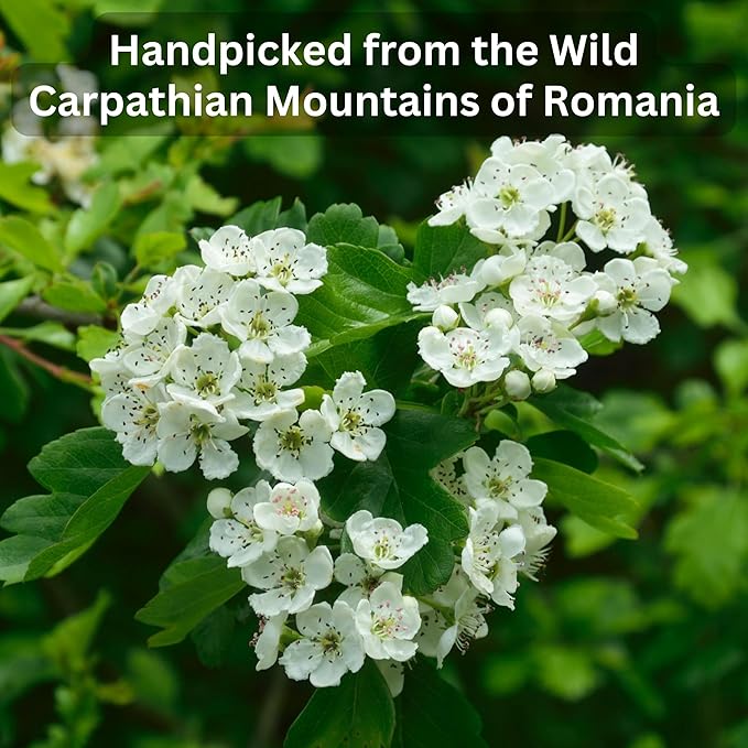 Wild Bliss Organic Hawthorn Tea - Caffeine Free Loose Leaf and Flower Herbal Tea - Pharmacopoeia Potency - 100 Servings