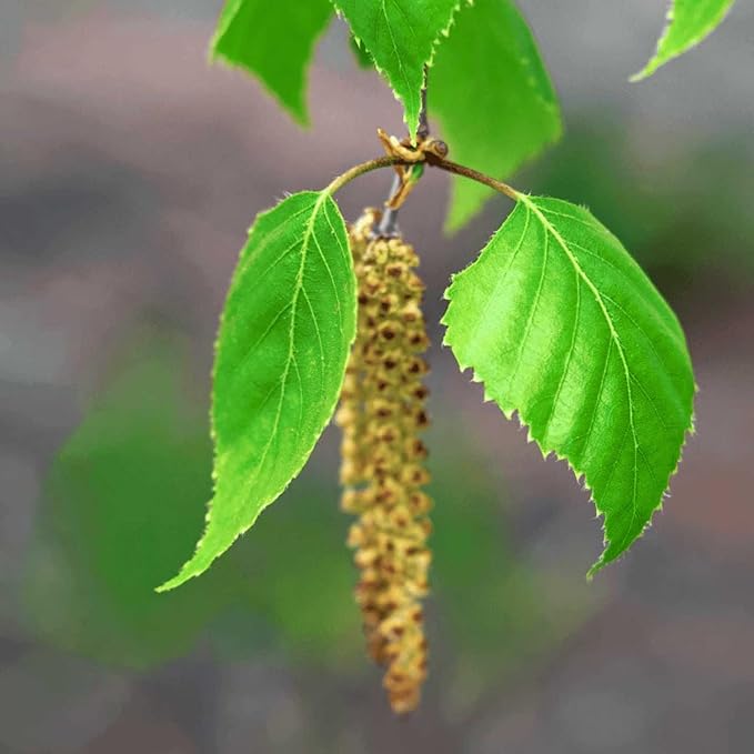 Sinesia Take a Nap | Hydra-Remedy Chrono Mask (16.9 oz) | Nourishing, Hydrating Overnight Hair Treatment | Shea Butter & Argan Conditioning Hair Mask | Repairing & Restoring Mask for Dry, Damaged Hair